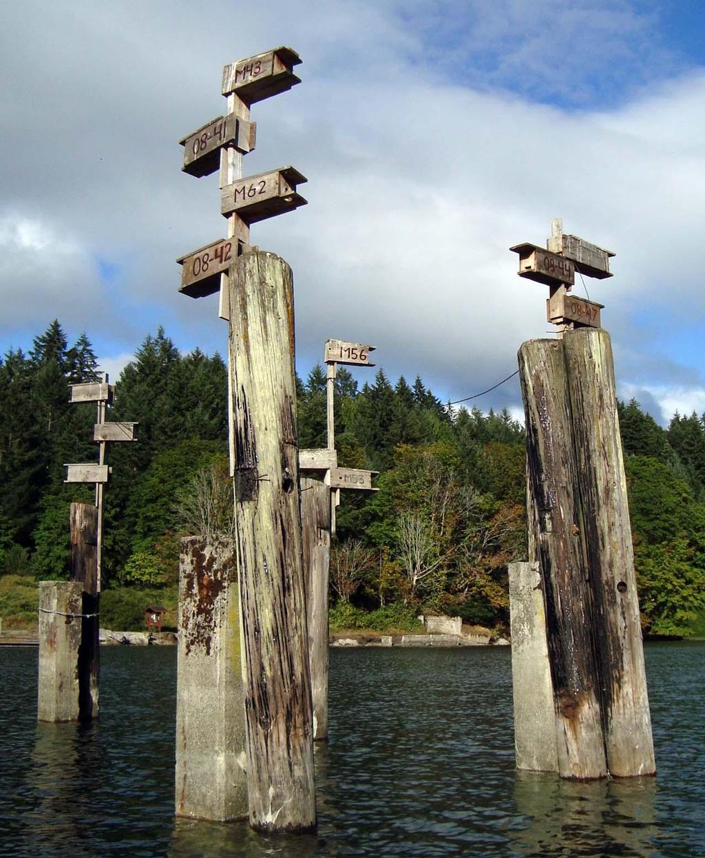 Nest boxes for Western Purple Martins are located in Tod Inlet Marine Park. © Laurence Yeadon-Jones